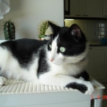 My Gipsy