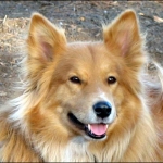 beau
