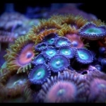 Purplerimgreencentrewhitemouthzoas
