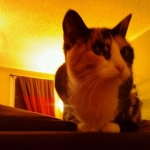 NAME: Munky
AGE/SEX: F/10yrs

My 1st cat. The vet says she's now considered a "geriatric". lol