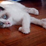 NAME: Lambchop
AGE/SEX: F/2yrs

A Poly-dactyl Siamese (of the snowshoe persuasion).