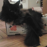 NAME: Monster aka Mr. Sister
AGE/SEX: M/1yr

"Hewwo! i'm a fuwwy satsuma."