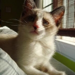 NAME: Lambchop
AGE/SEX: F/2yrs

A Poly-dactyl Siamese (of the snowshoe persuasion).