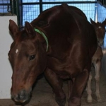 Ms D Colt 18 Jan 2012