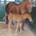 Bonnie Colt 2