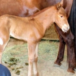 Bonnie Colt 5