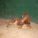 Molly's Filly day 2