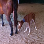 Molly's Filly