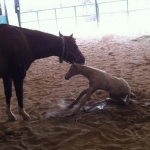 Cat Filly 2 24 2012 2