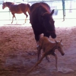Cat Filly 2 24 2012 3