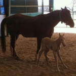 Cat Filly 2 24 2012 4