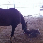 Cat Filly 2 24 2012