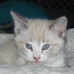 mazy the mouse kitty
