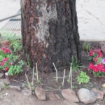 flower tree