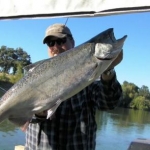 Sac River King Salmon