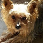 Dexter