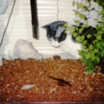 Junior my fish cat!