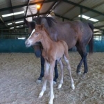 Polly's Filly