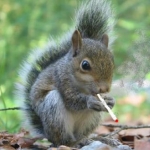 squirrel