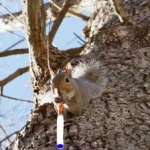 squirrel2