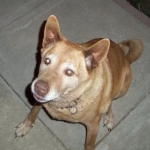 Charlie about to jump at her treat cuz I was taking far too long with the camera