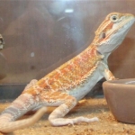 newbabycallisto