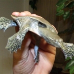 spinysoftshellflying