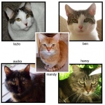 5cats600