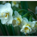 20080422200231 springflowers