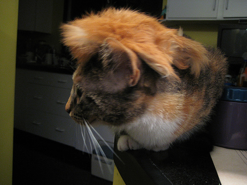 cats-got-a-mullet-jpg.550454
