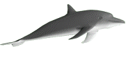 dolphin-gif.455169