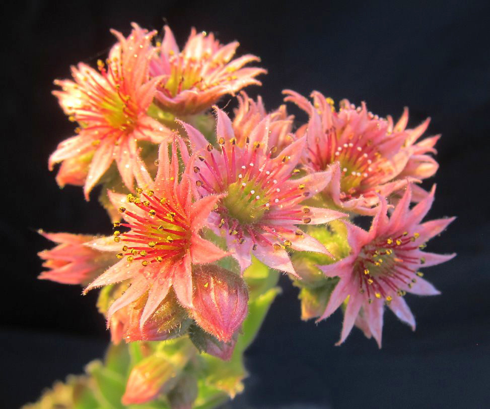 flowers1-jpg.526693