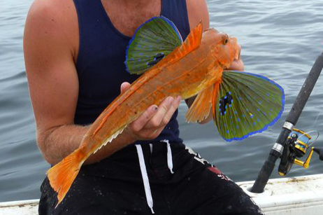 gurnard-jpg.539419