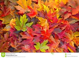 leaves-2-jpg.489591