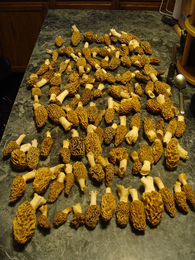 morels-jpg.455038