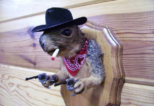 squirrel-bandit-taxidermy-650x448-jpg.584683