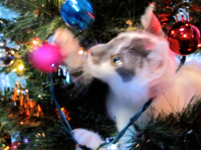 vanish-the-christmas-tree-11w-jpg.511981