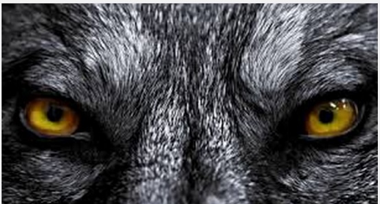 wolf-eyes-jpg.487382