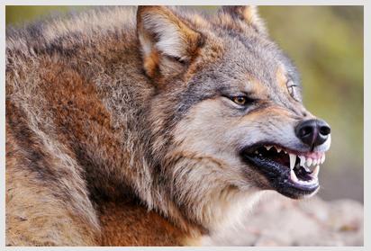wolf1-jpg.486725