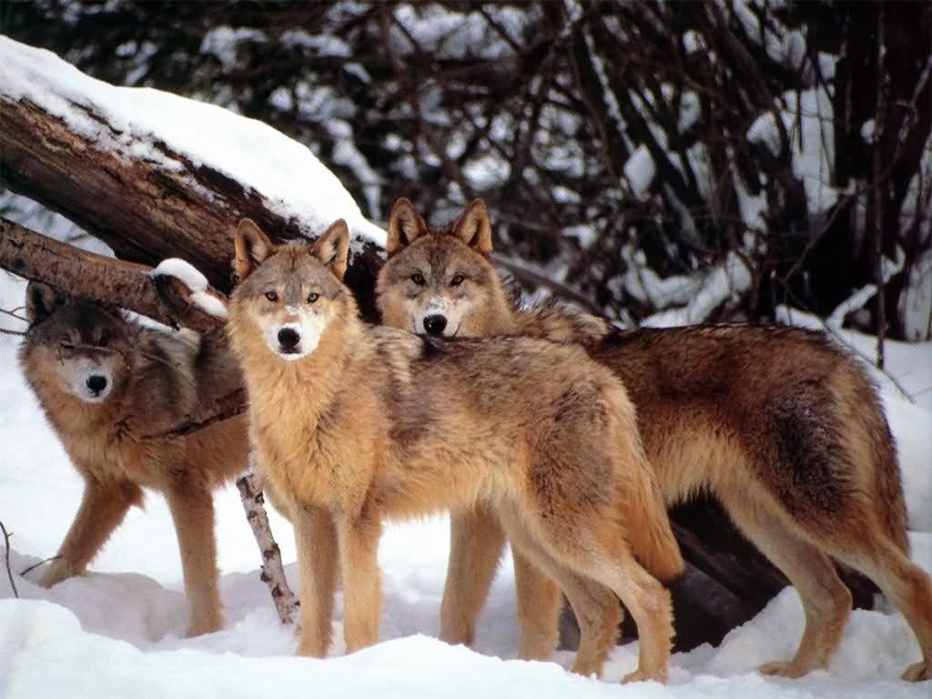 wolf11-jpeg.487666