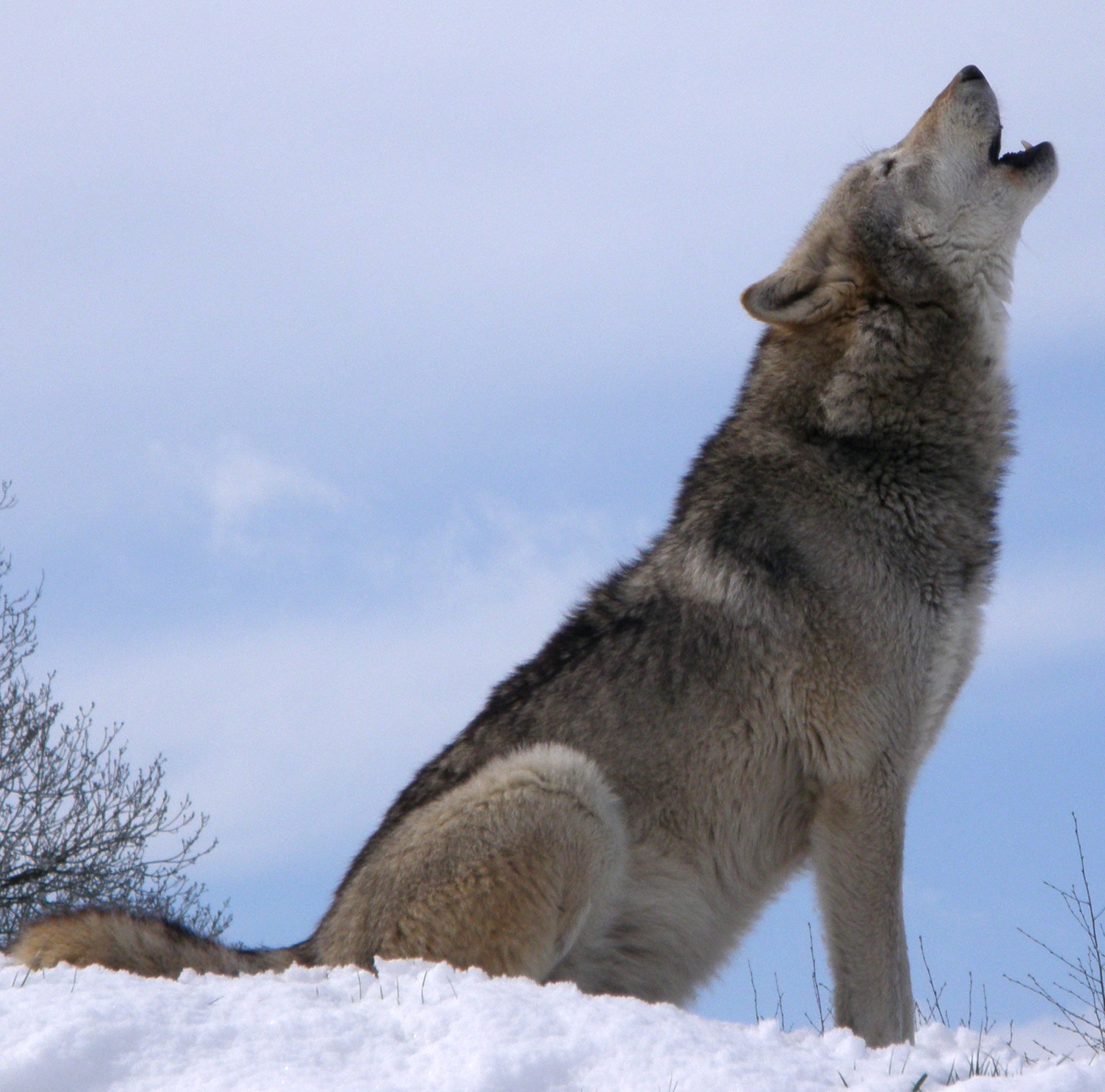 wolf2-jpeg.486907
