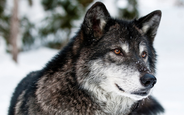 wolf6-jpeg.488386