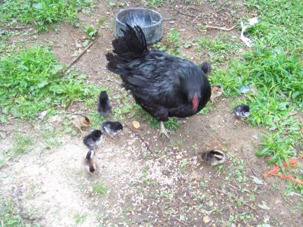 000 0041
SPRING BABIES