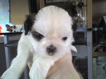 05 23 07 princess the 1st puppy