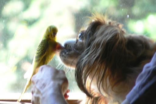 08 Bub & Sunni -  EVERYONE gets a kiss!