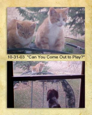 10 31 03 ComePlay - wish I could find pic of him and the one on the Left.  They were "basking" in the sun just before she had her 1st litter.  They grew up together.