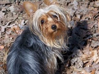 100 0234.
.PENNY
