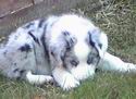 2002 - 6 weeks old