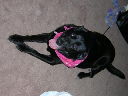 2007 066