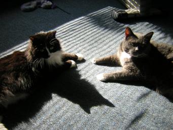 2007 096
